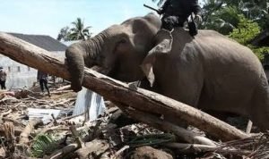 Gajah yang Dipaksa Membersihkan Sisa Banjir: Ketika Manusia Menjadikan Korban sebagai Pekerja Alam