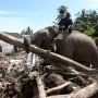 Gajah yang Dipaksa Membersihkan Sisa Banjir: Ketika Manusia Menjadikan Korban sebagai Pekerja Alam